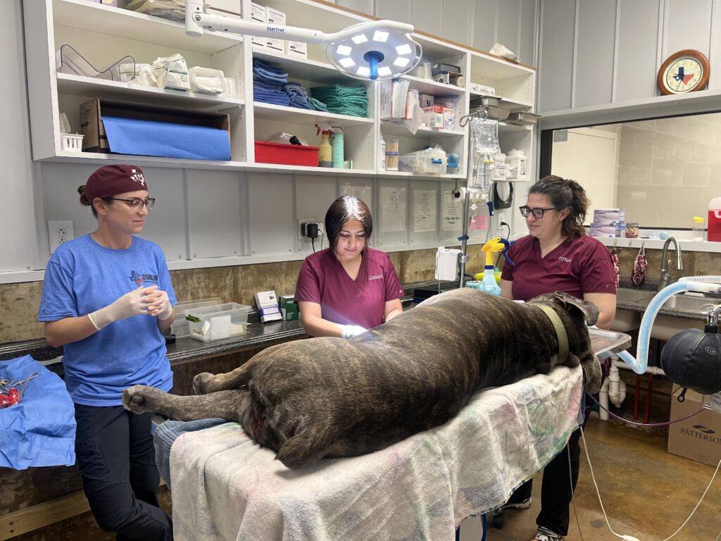 Surgical Services for Small Animals