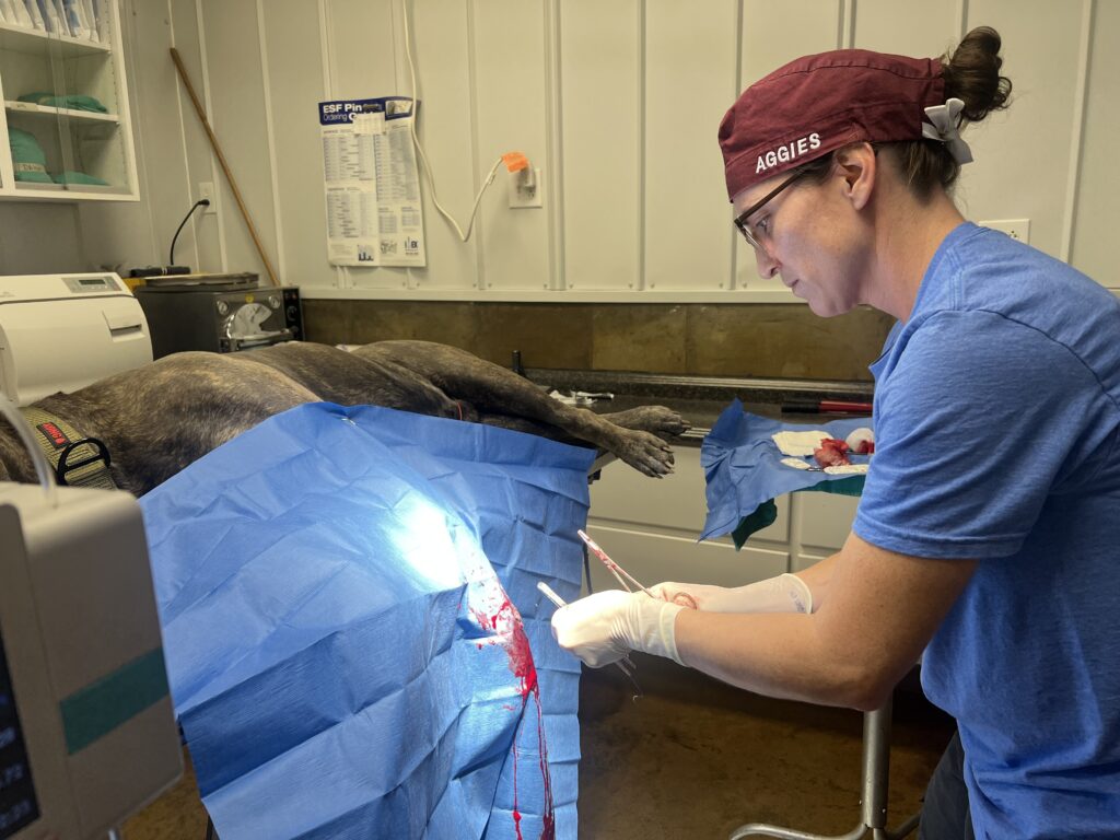 Small Animal Services - surgery